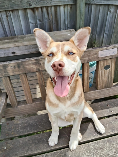 Rocky - Siberian Husky