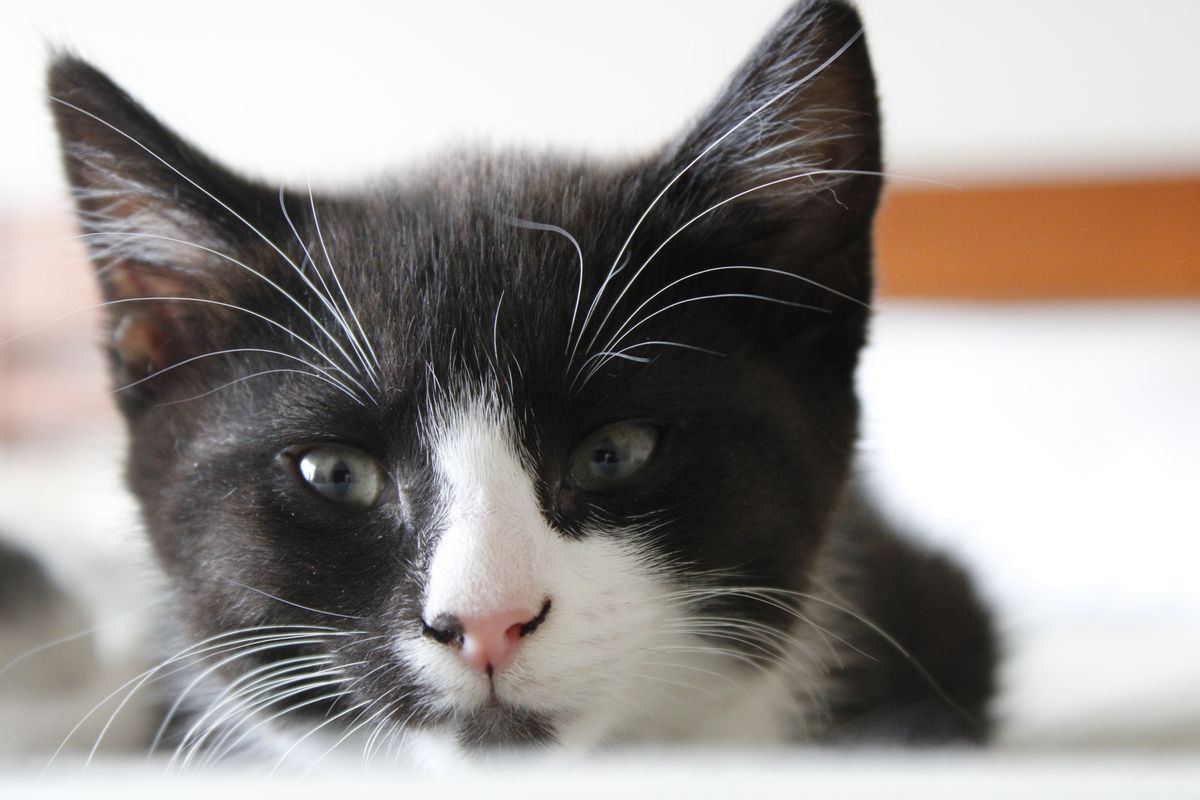 Gallery image: Pandora