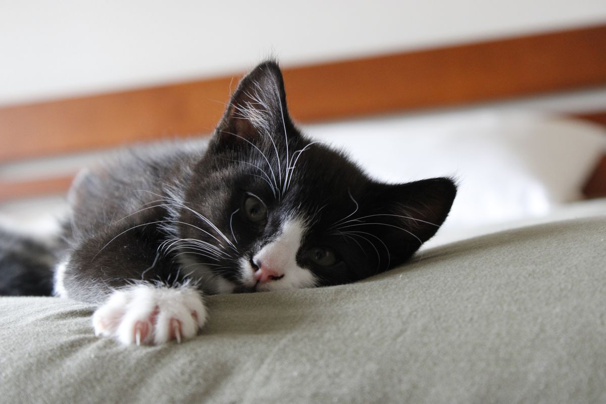 Gallery image: Pandora