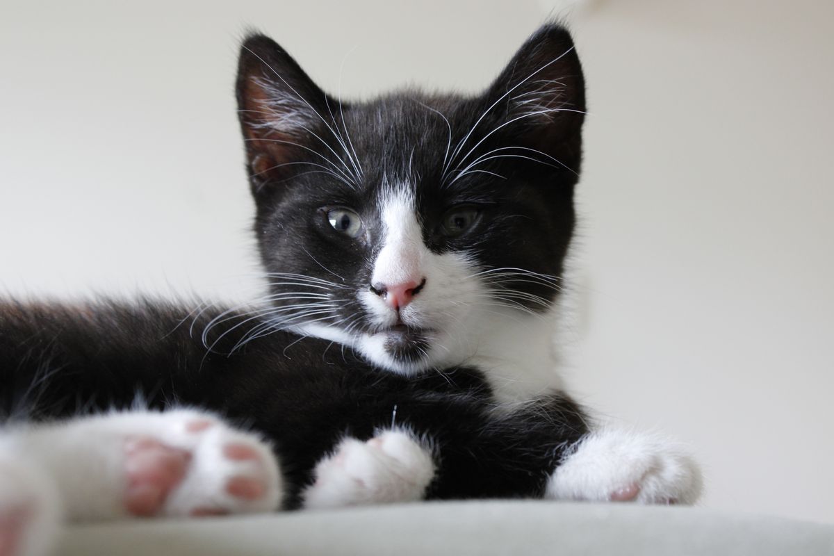 Gallery image: Pandora