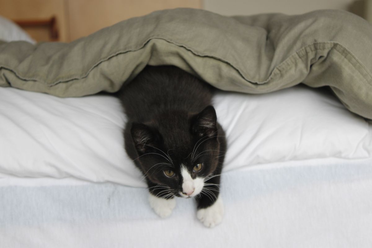 Gallery image: Pandora