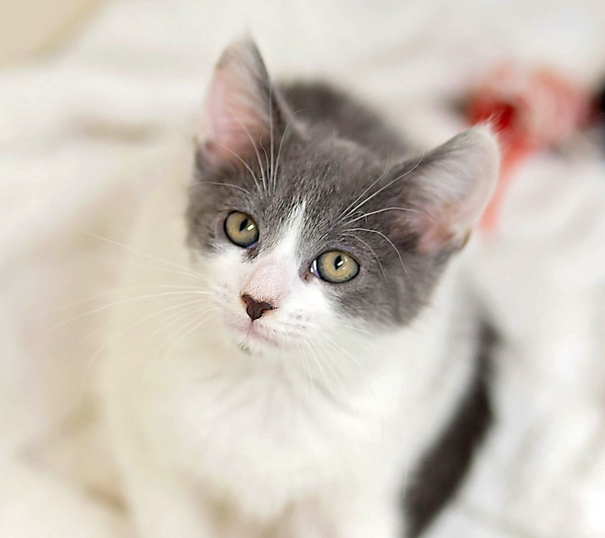 Gallery image: Sammy