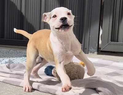 Violet - American Bulldog