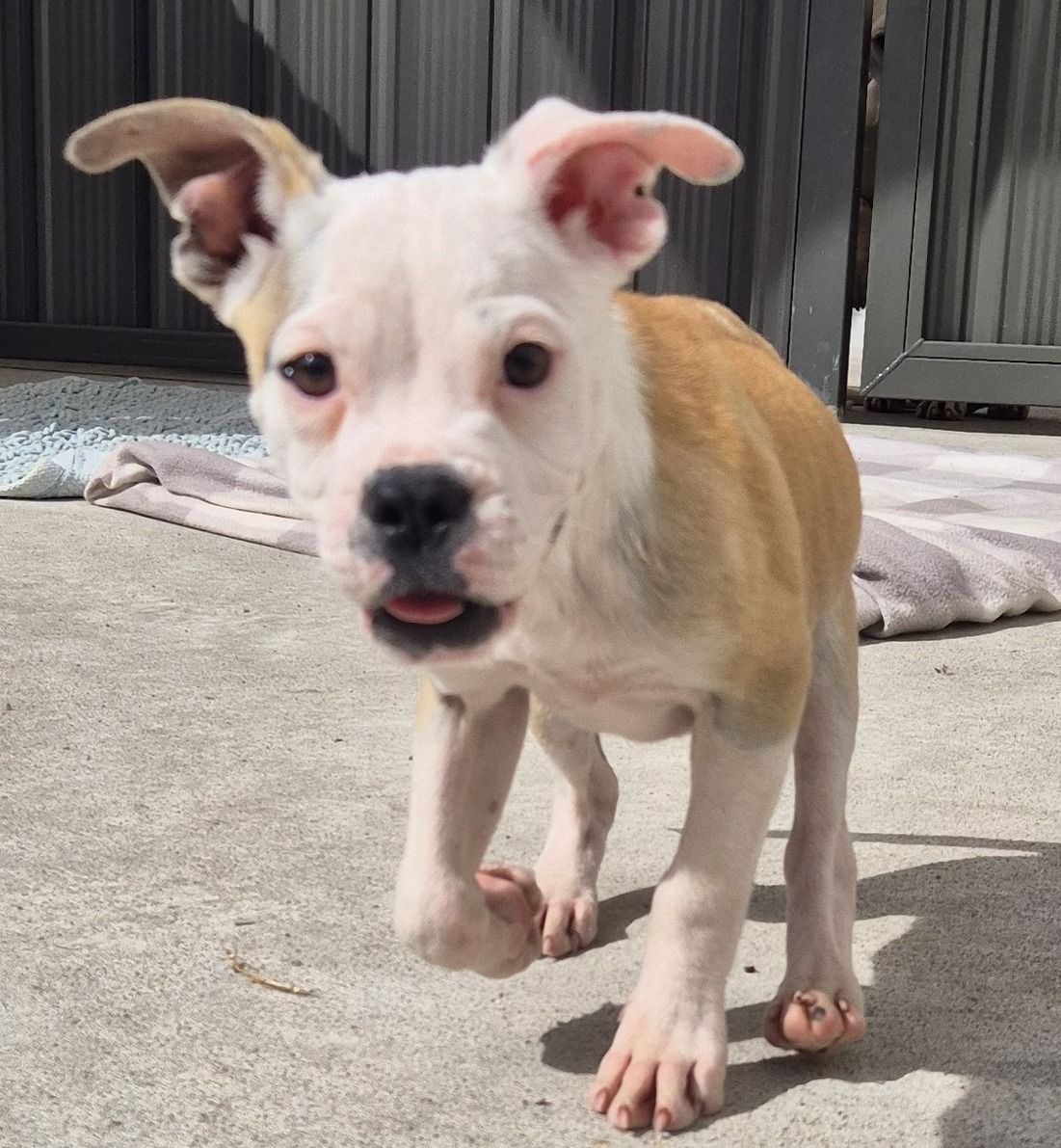 Gallery image: Violet