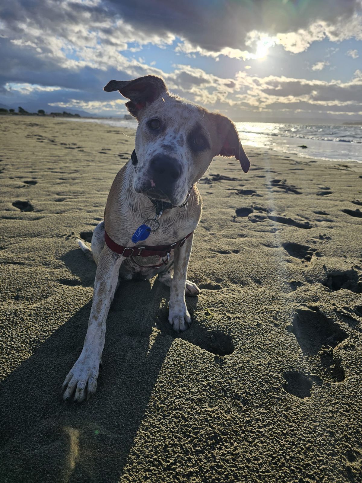 Gallery image: Taffy