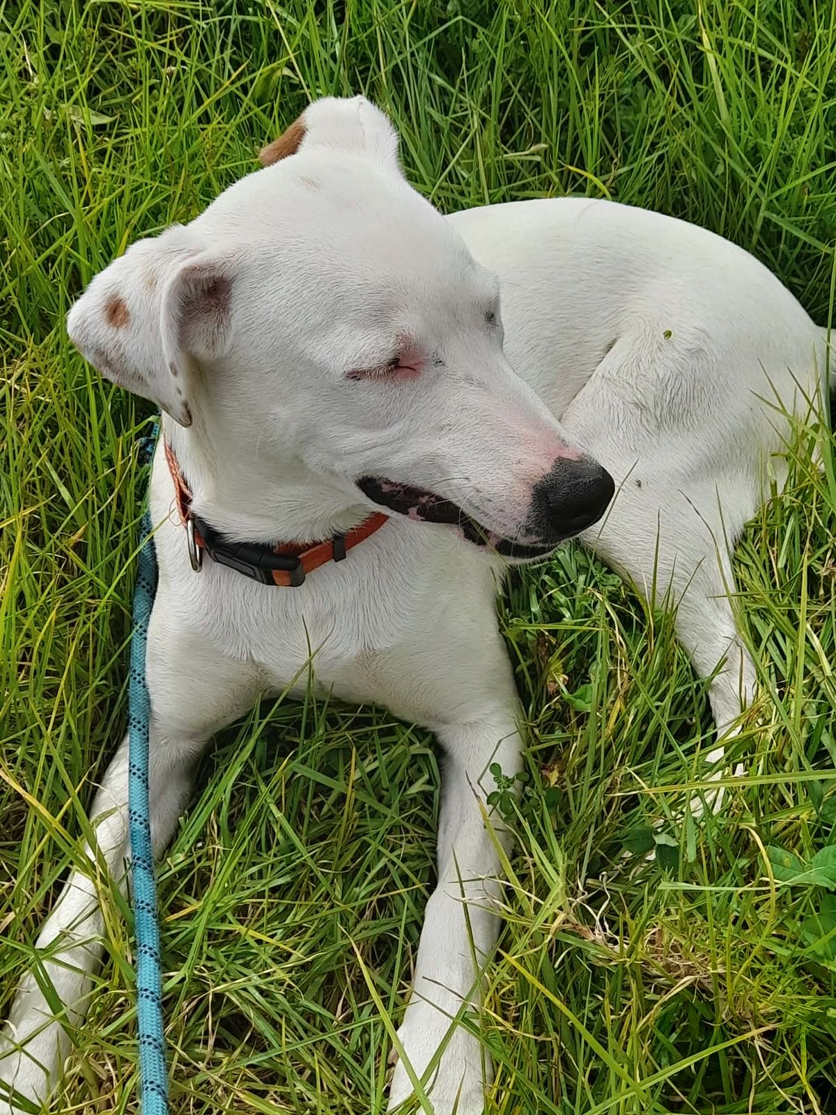 Gallery image: Benji