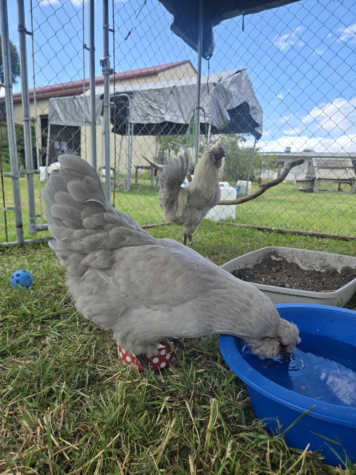 Gallery image: Martha