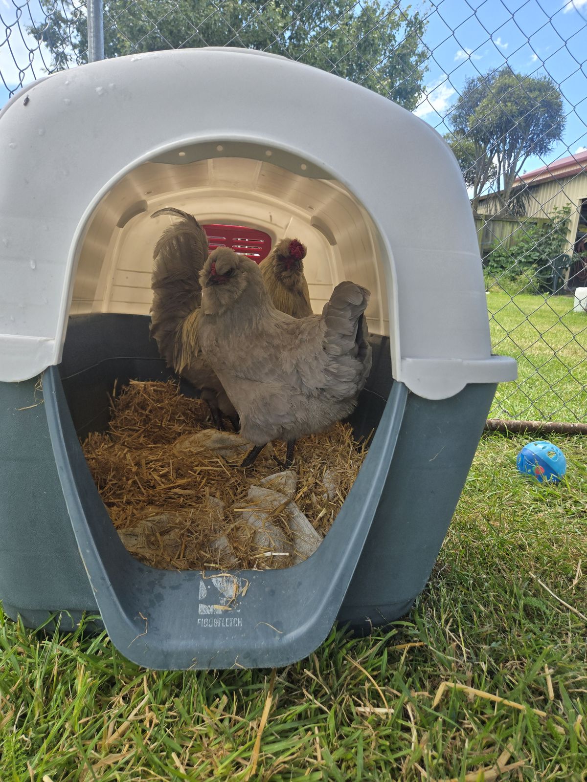 Gallery image: Cluck Master