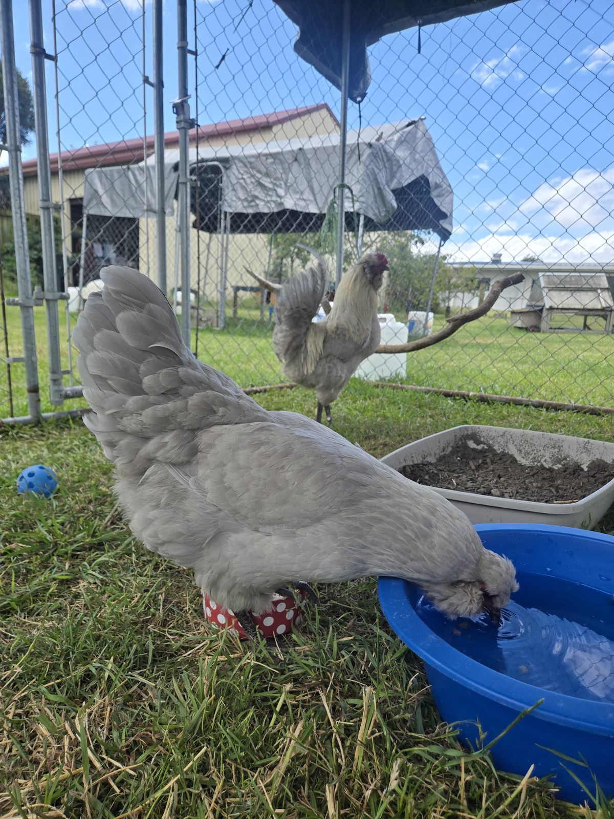 Gallery image: Cluck Master