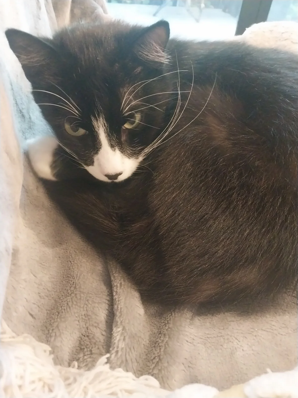 Gallery image: Miao Miao