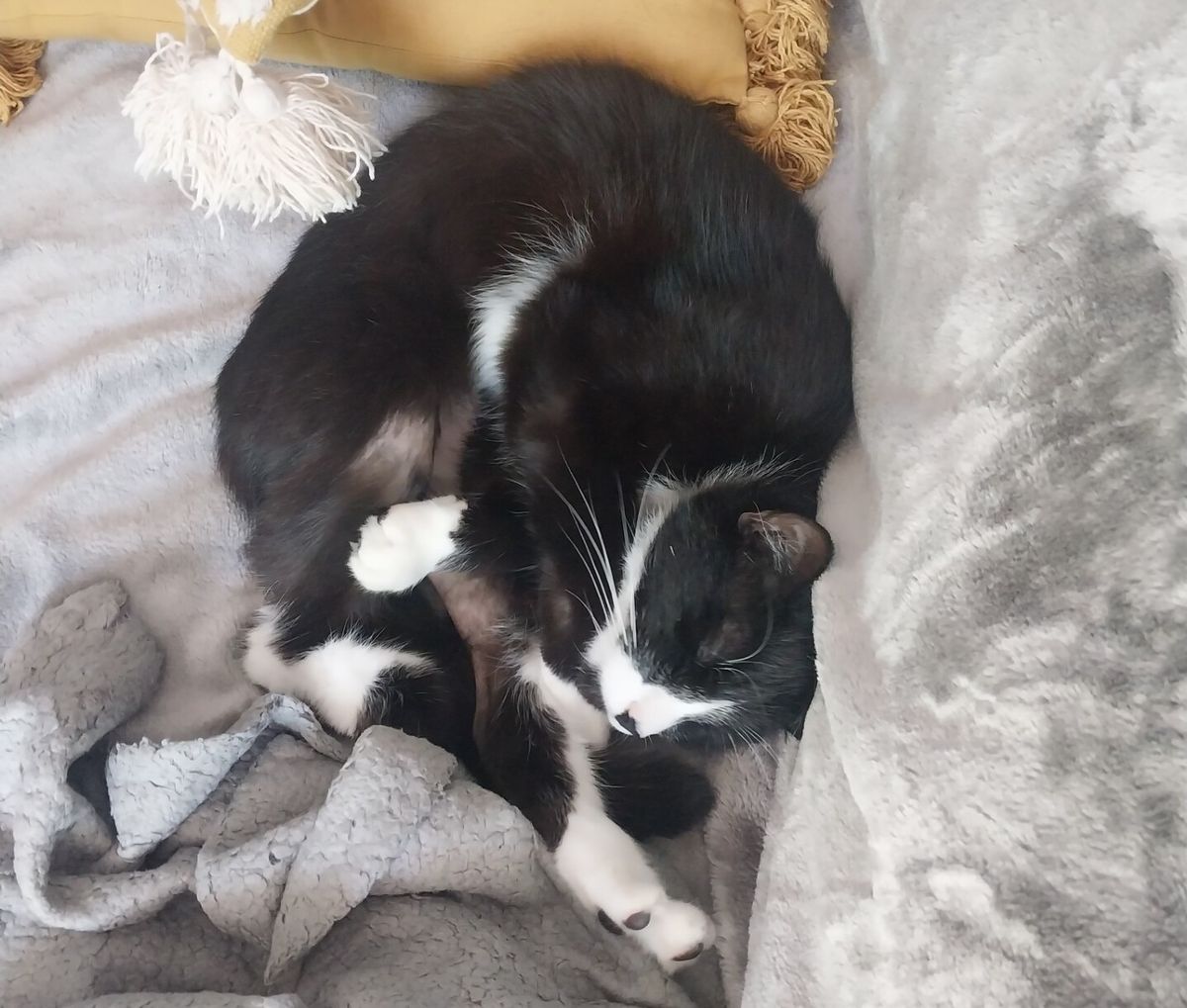 Gallery image: Miao Miao