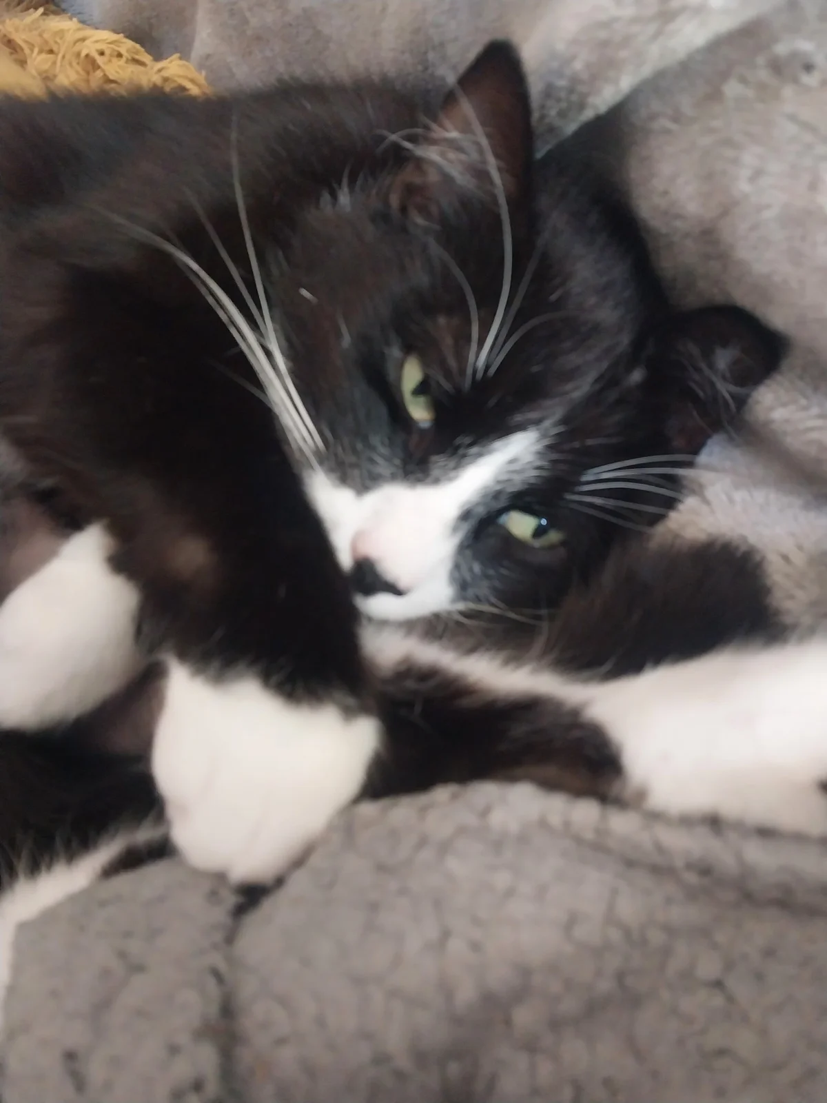 Gallery image: Miao Miao