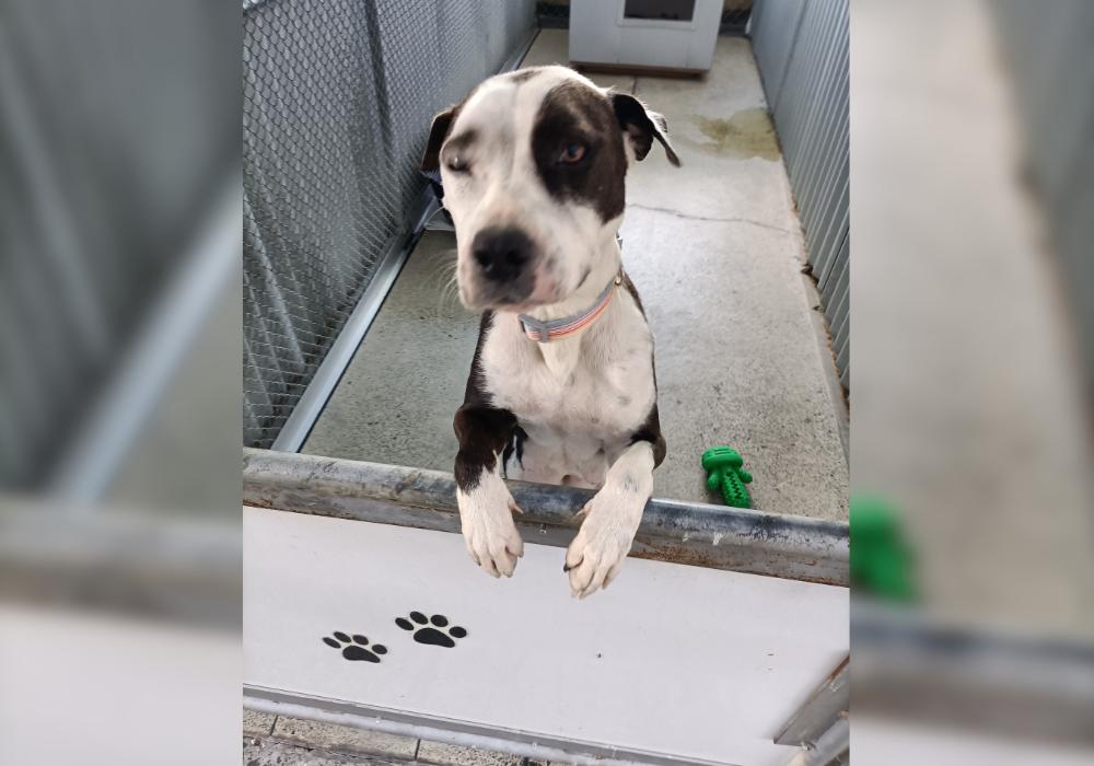 Man sentenced for beating dog with shovel  