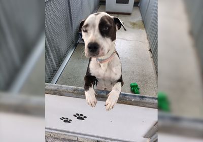 Man sentenced for beating dog with shovel  