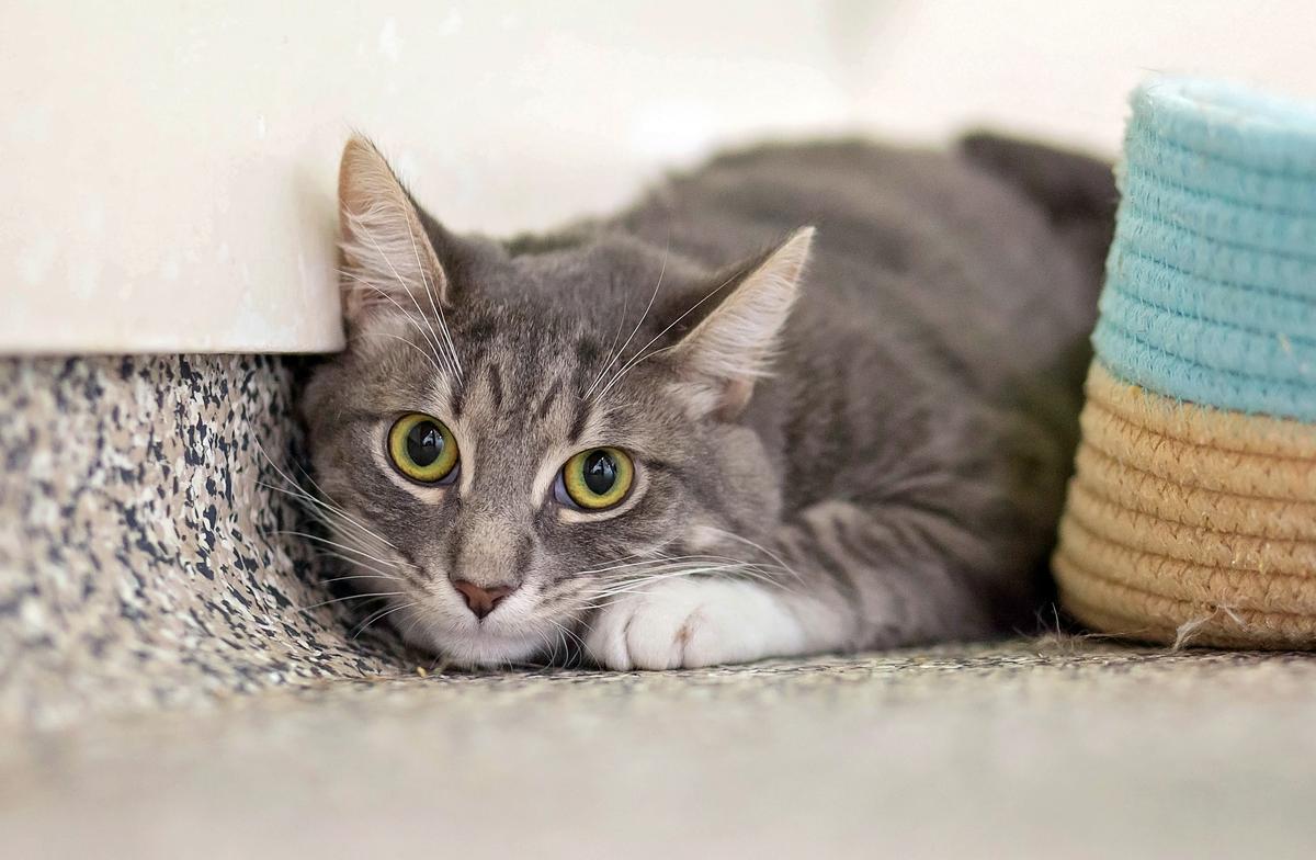 A grey tabby cat sits on the floor, head down on his paw. He looks a bit shy.