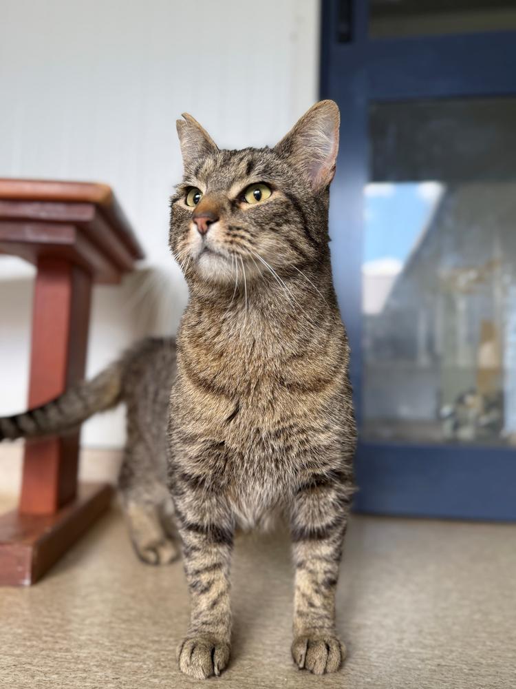 A brown tabby cat with a notch in his ear stands proudly.