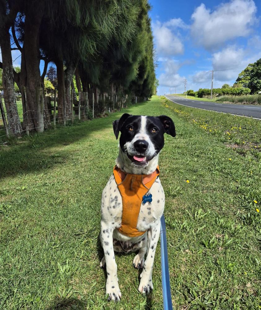 A white and black dog wears a yellow harness on a sunny day, smiling on a grassy lawn.