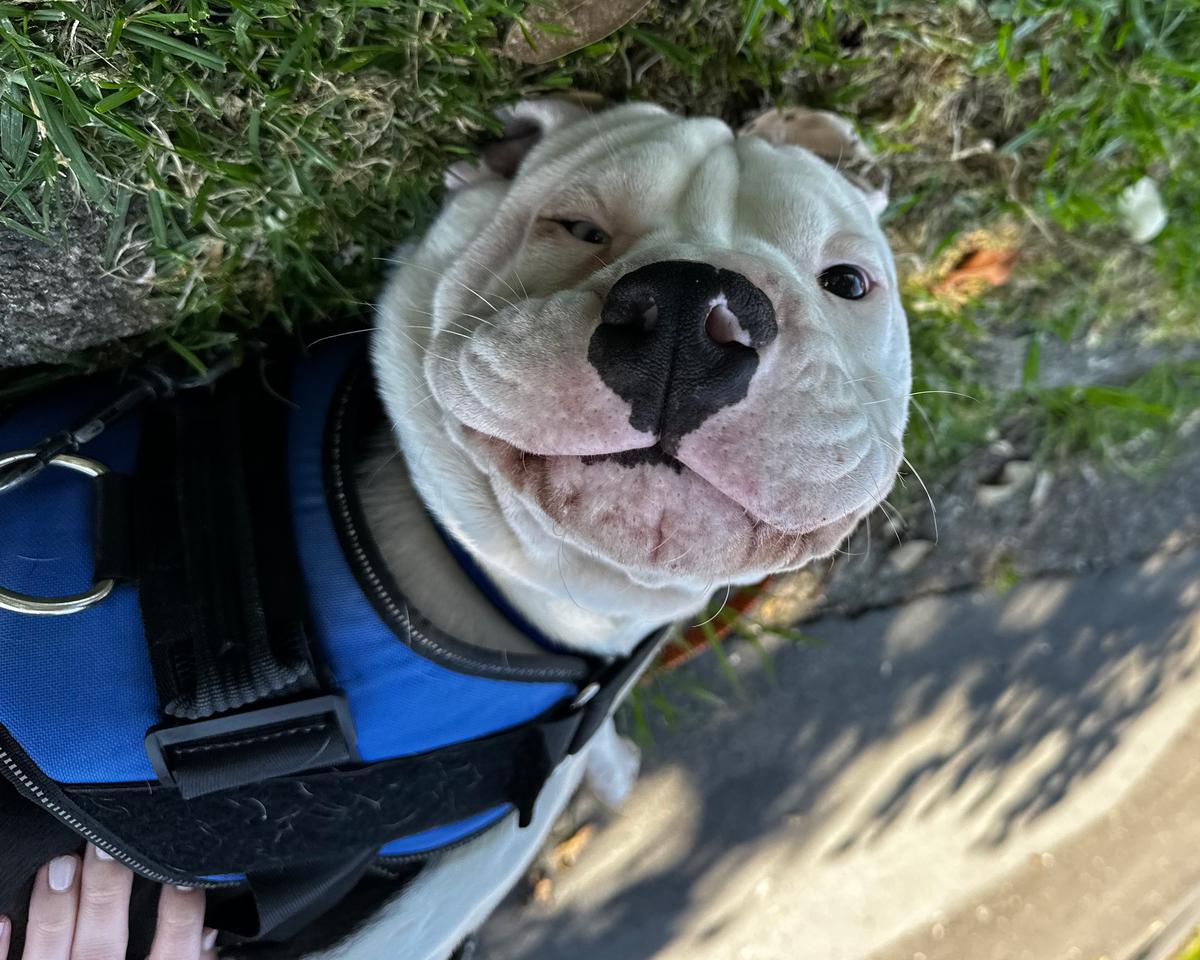 A white shar-pei dog lies upside down and smiles at the camera.