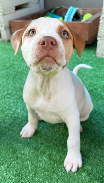 Cupid - Medium Cross Breed