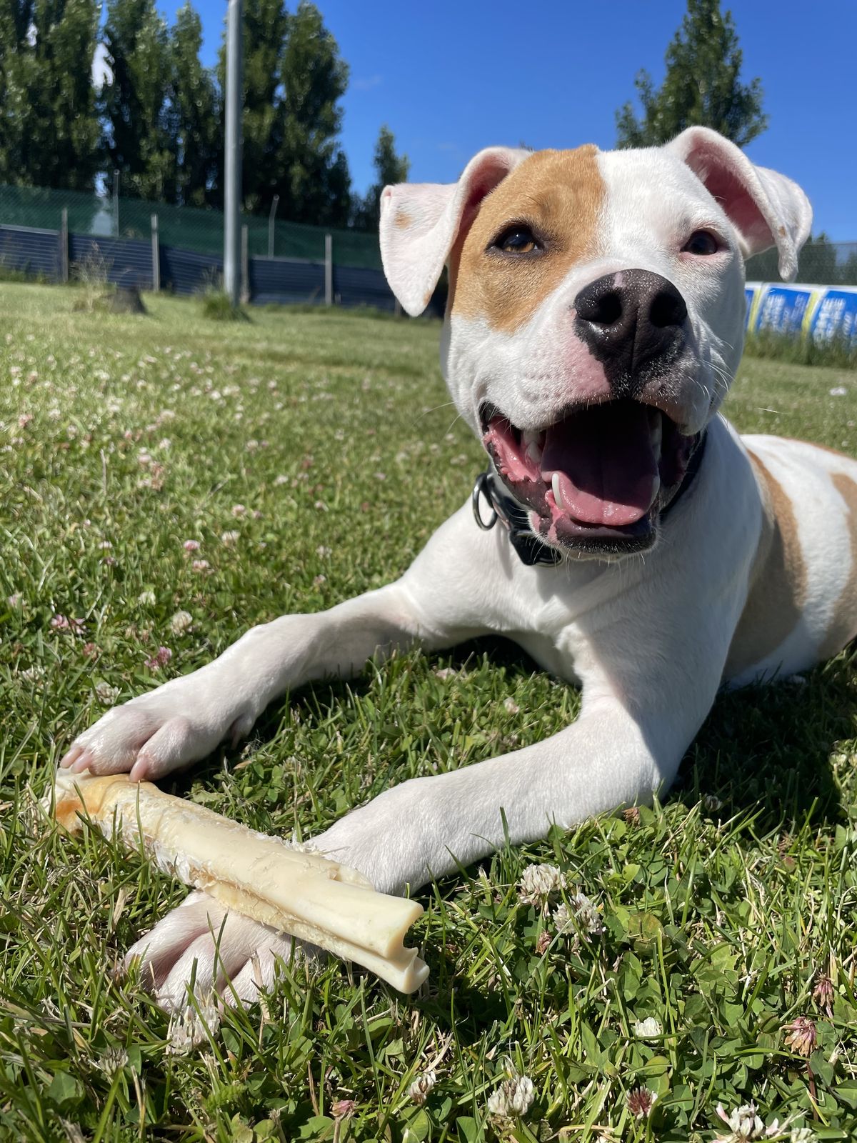 Gallery image: Yappa