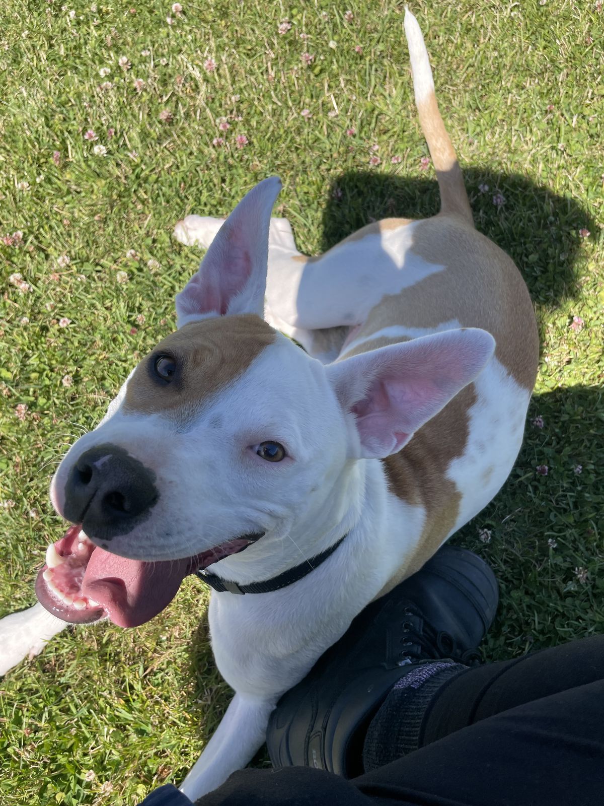 Gallery image: Yappa