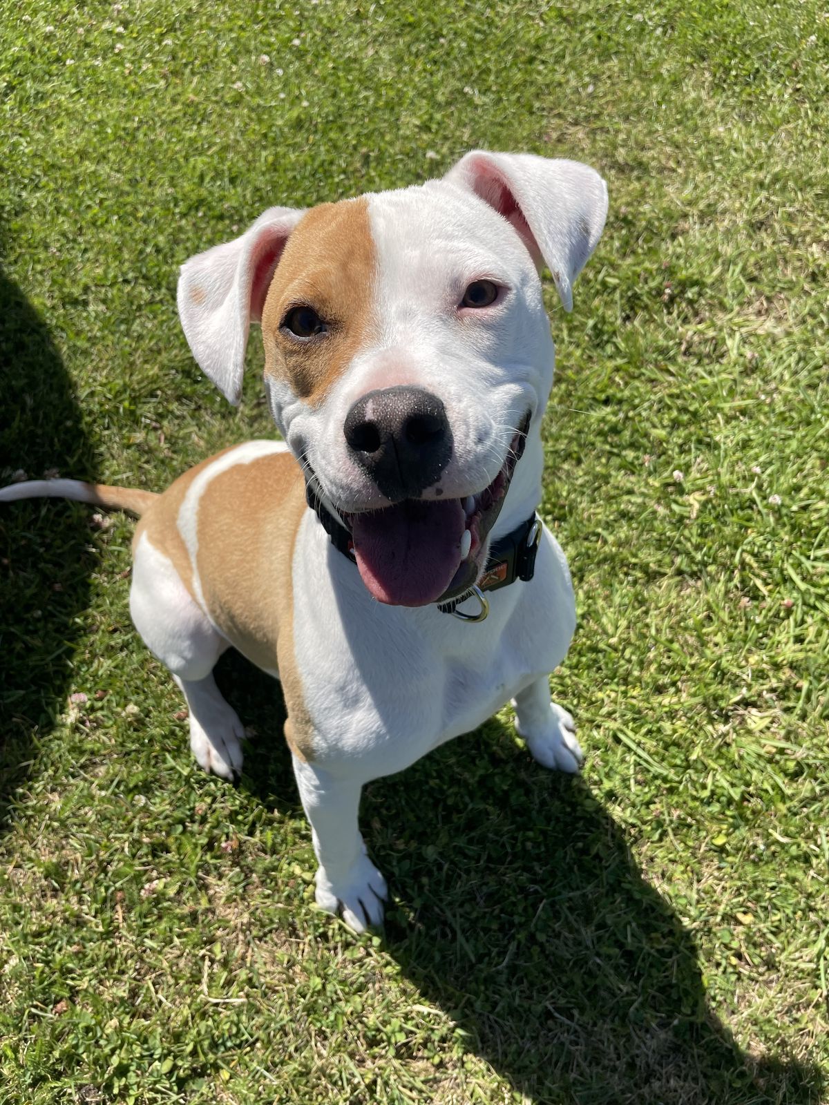 Gallery image: Yappa