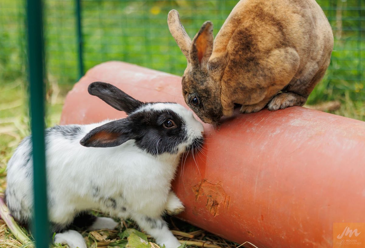 Gallery image: Bobby