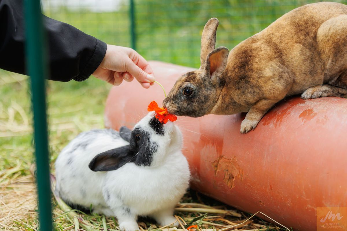 Gallery image: Bobby