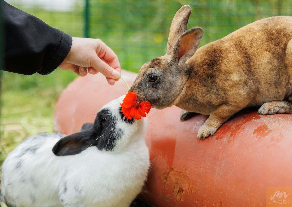 Gallery image: Bobby