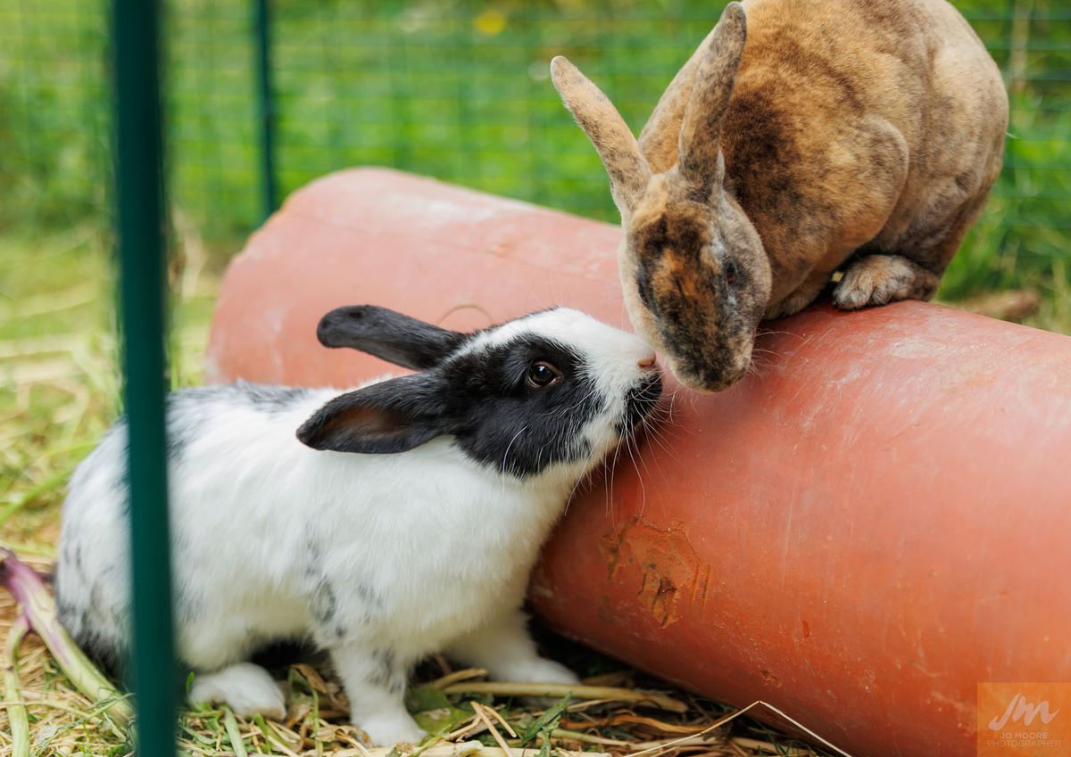 Gallery image: Bobby