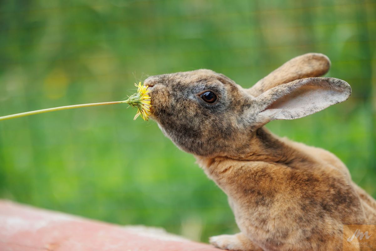 Gallery image: Madam Violette Pawsbury