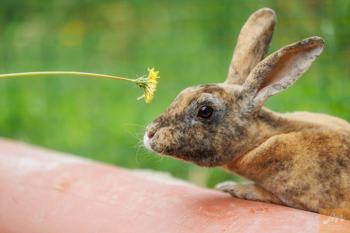 Gallery image: Madam Violette Pawsbury