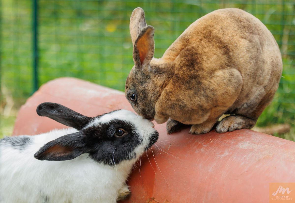 Gallery image: Madam Violette Pawsbury