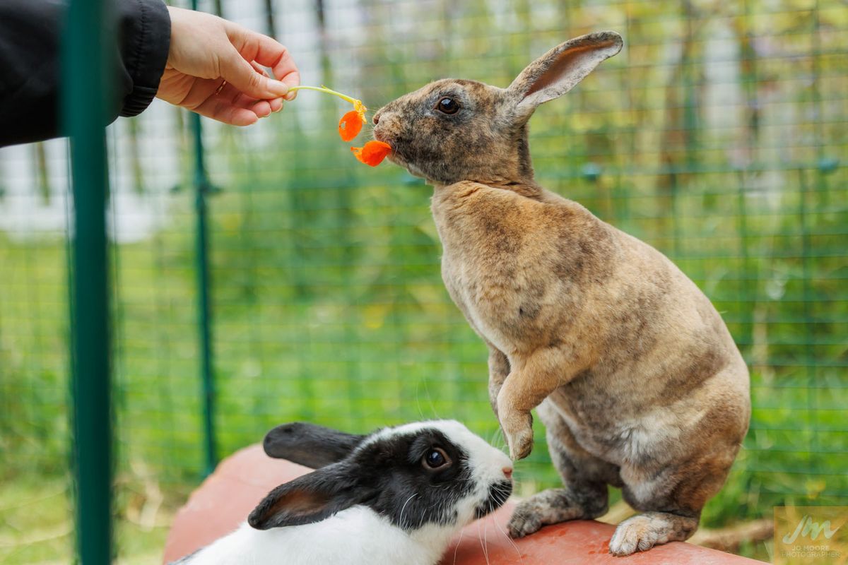 Gallery image: Madam Violette Pawsbury