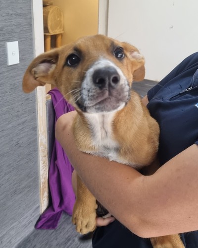 River - Medium Cross Breed