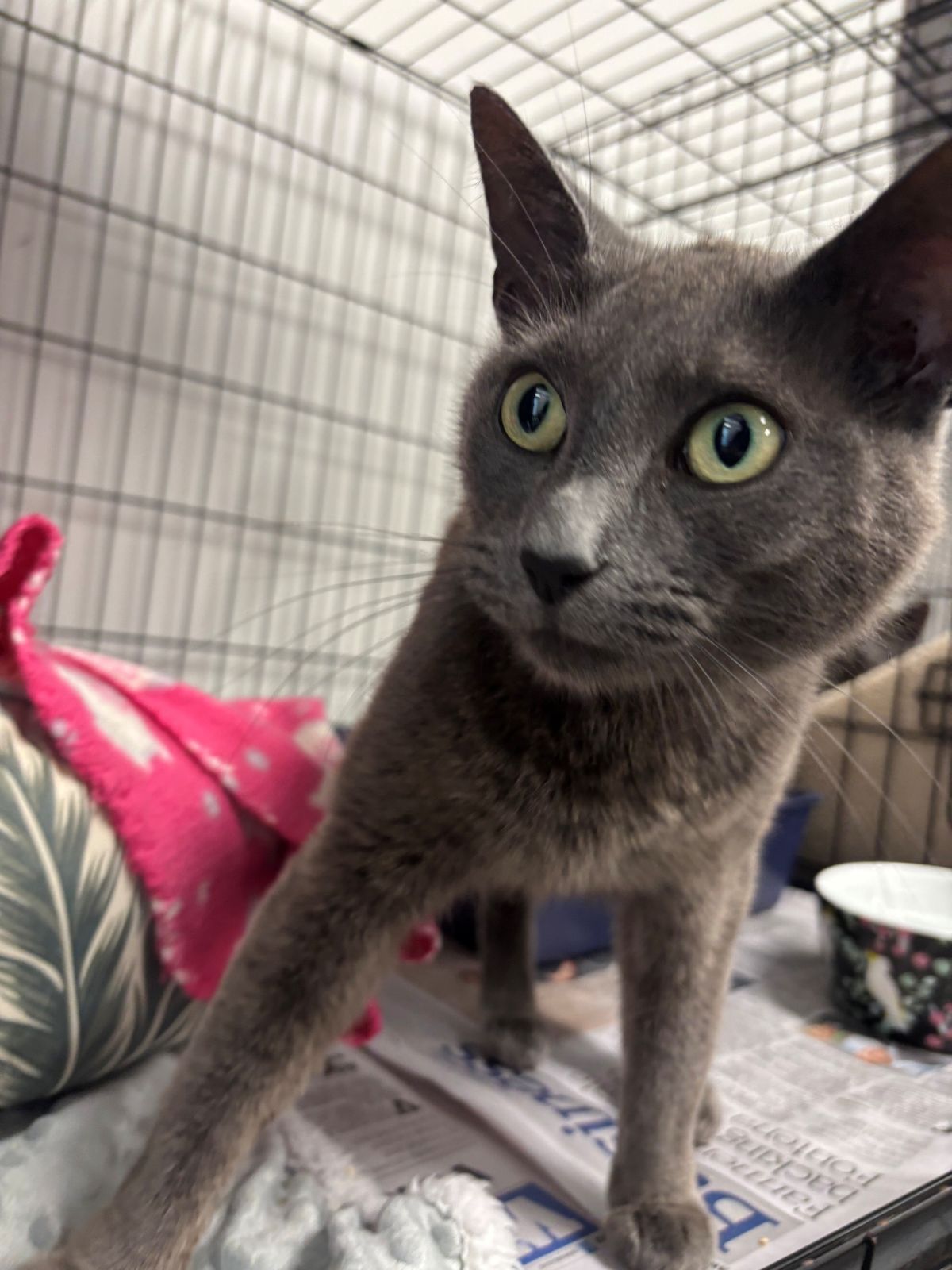 Gallery image: Carol