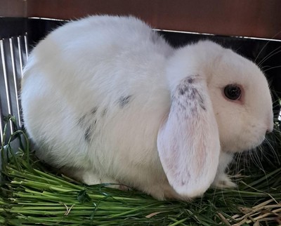 Robert Rabbit - Mini Lop