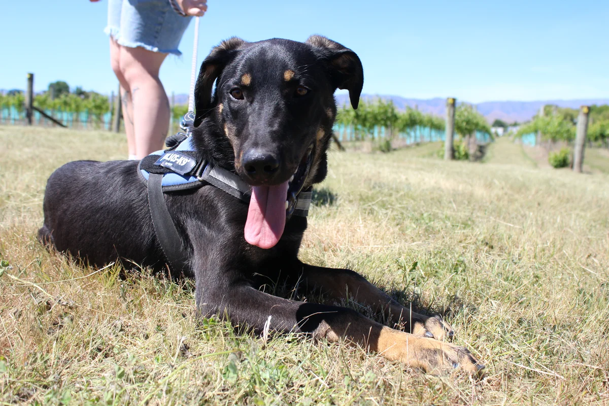 Gallery image: Tanggol