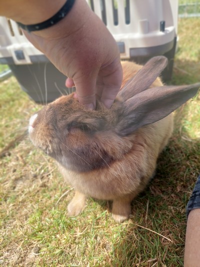 Tucker - Flemish Giant