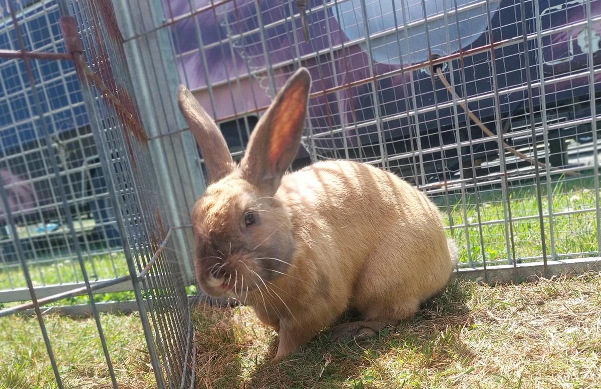 Gallery image: Tucker