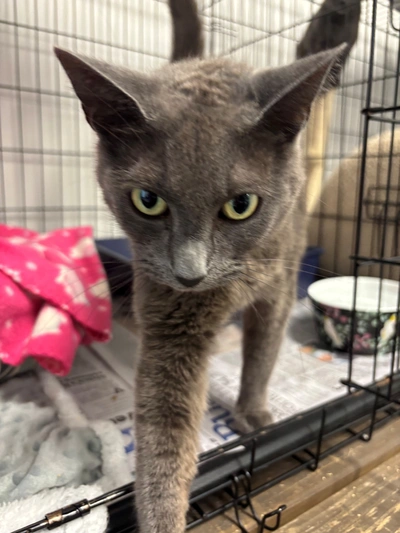 Carol - Domestic Short Hair