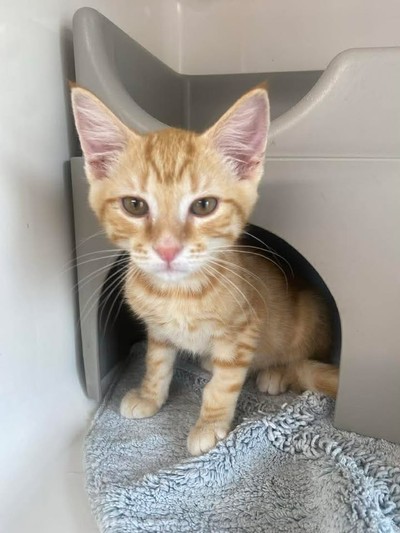 Emmett - Domestic Short Hair