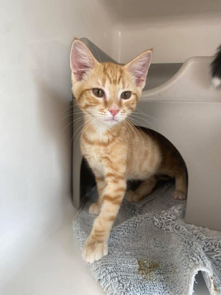 Gallery image: Emmett