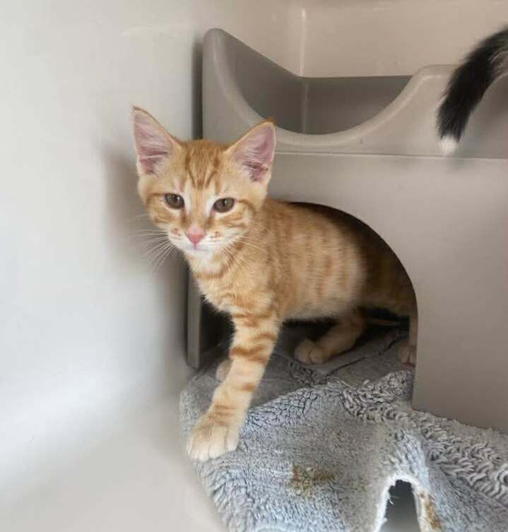 Gallery image: Emmett