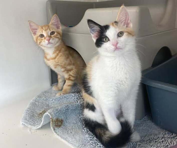 Gallery image: Emmett