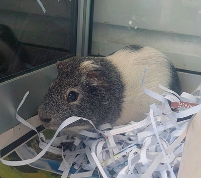 Spongebob  - Smooth Hair