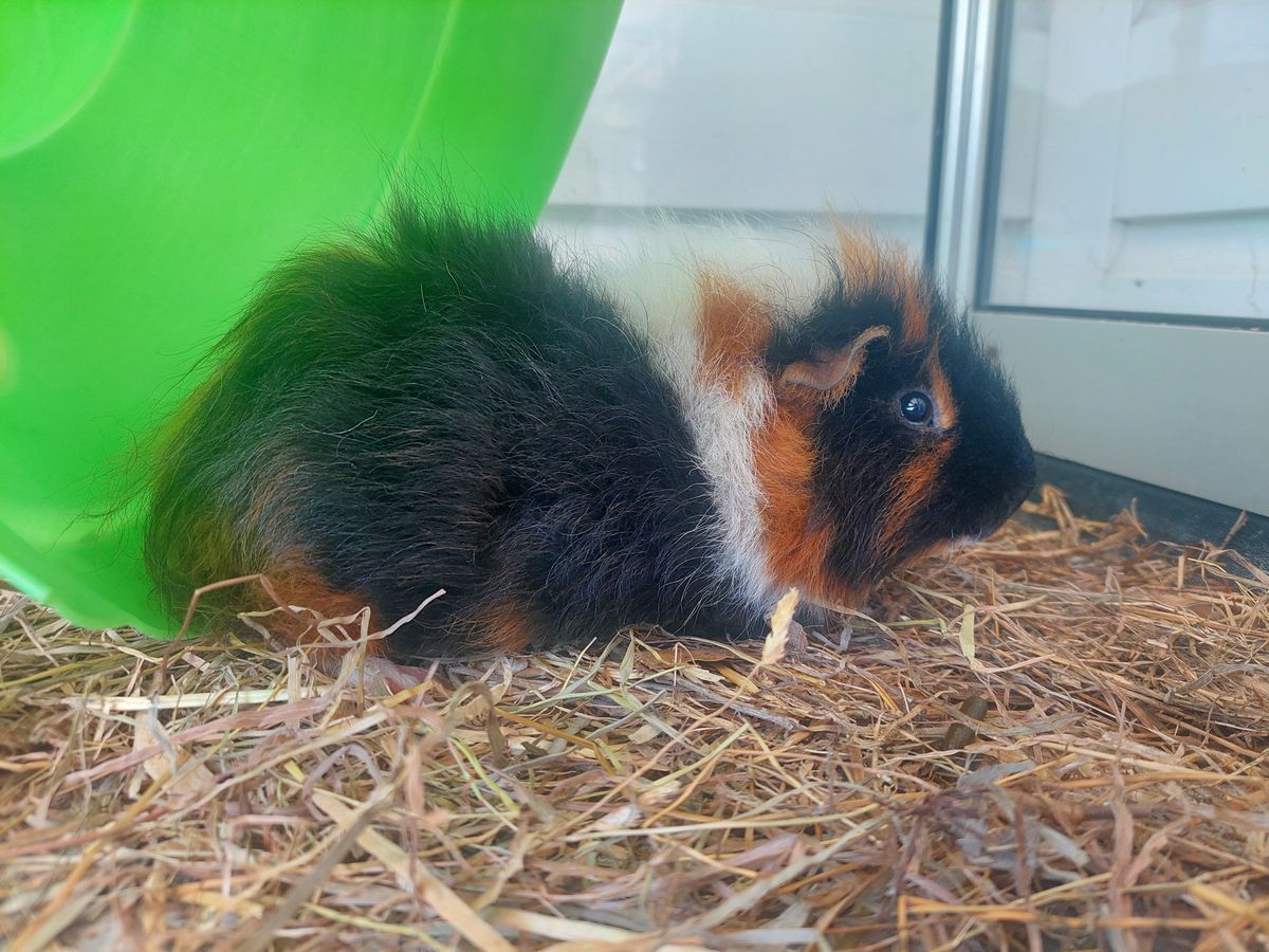 Gallery image: Patrick