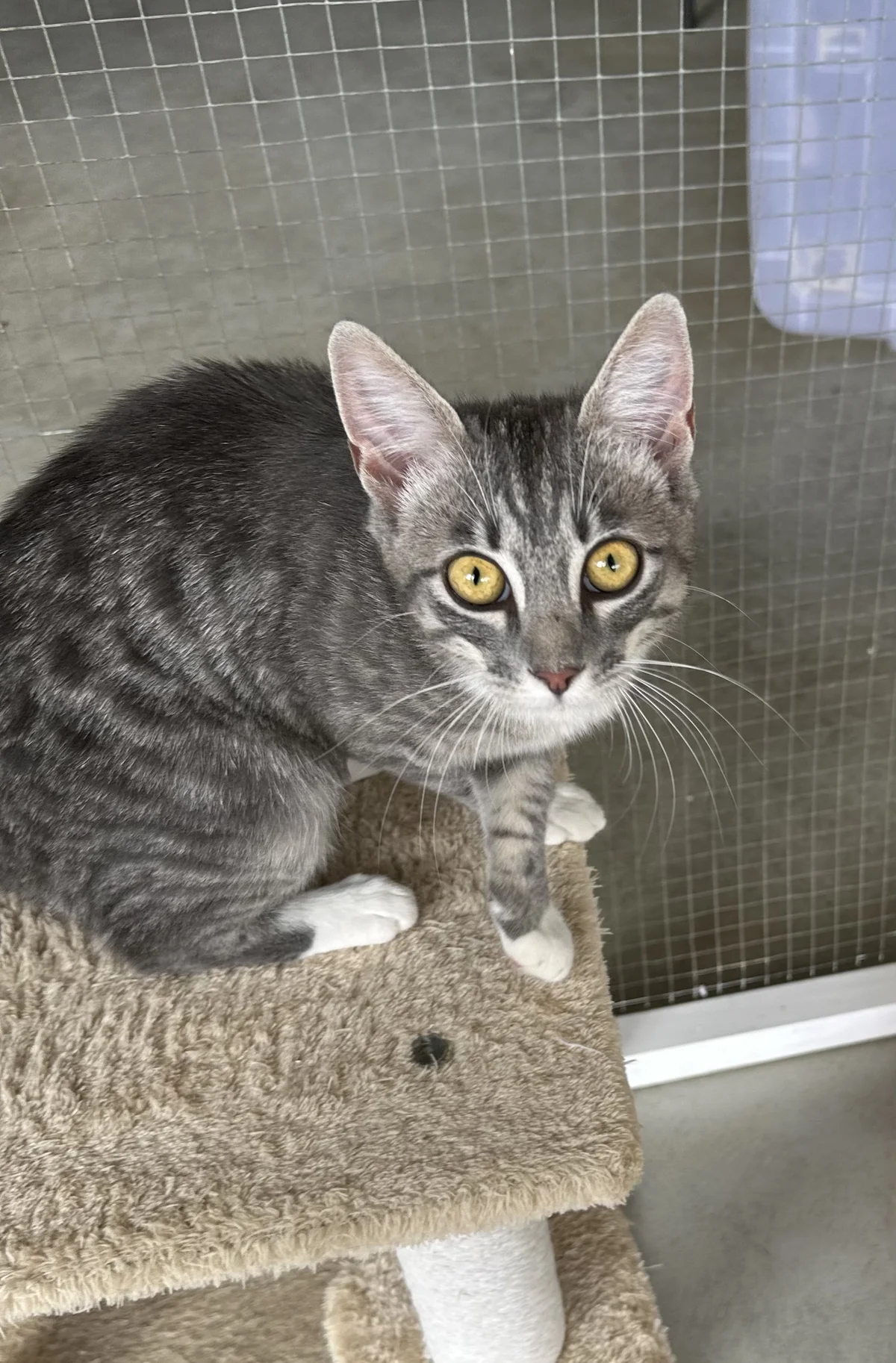 Gallery image: Tinsel