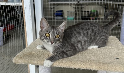 Tinsel - Domestic Short Hair