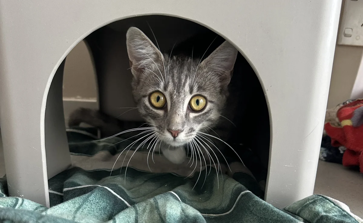 Gallery image: Tinsel